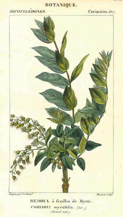 Coriaria Myrtifolia